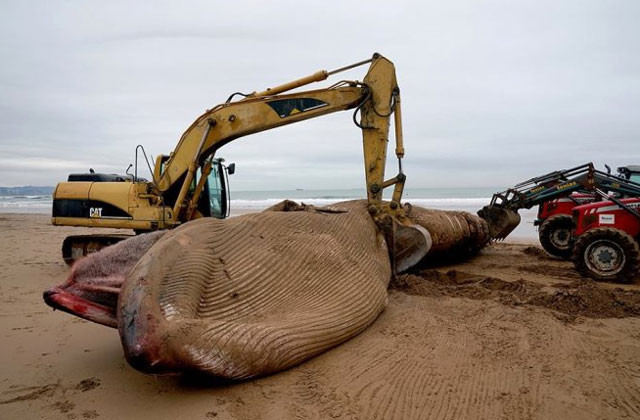 Bu kadar büyüğü daha önce görülmemişti! Ekskavatör yardımıyla kaldırılabildi - Resim: 3