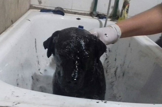 Yolda öyle bulundu ki köpeğin son haline bakın - Resim: 3