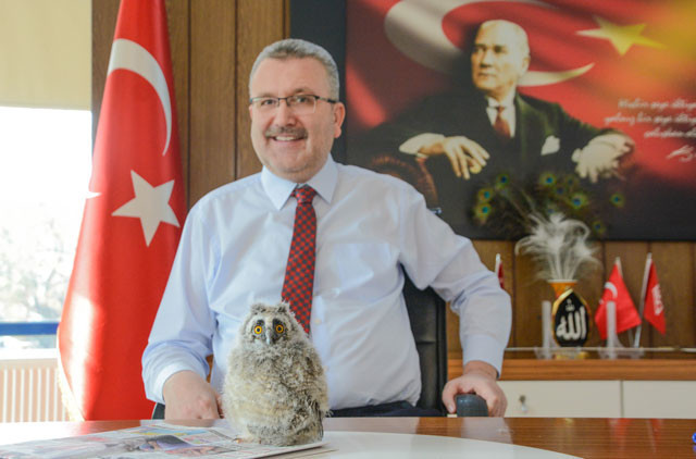 Bütün ilçe bu baykuşu konuşuyor belediye başkanının odasına yerleşti  - Resim: 3