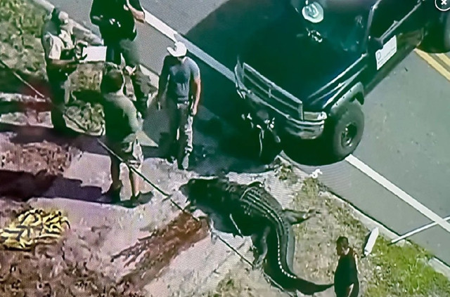 Timsah ağzında cesediyle sokağa inmişti! Timsah'ın öldürdüğü kadının kimliği belli oldu - Resim: 2