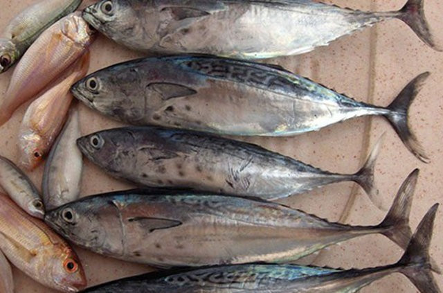 Palamut son yılların rekorunu kırdı fiyatı el yakıyor! - Resim: 1