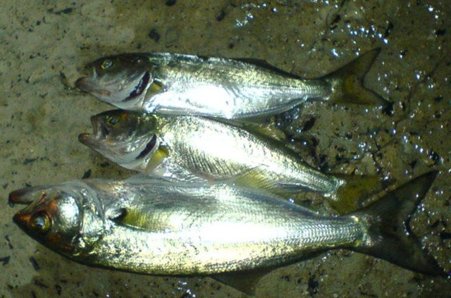 Palamut son yılların rekorunu kırdı fiyatı el yakıyor! - Resim: 2