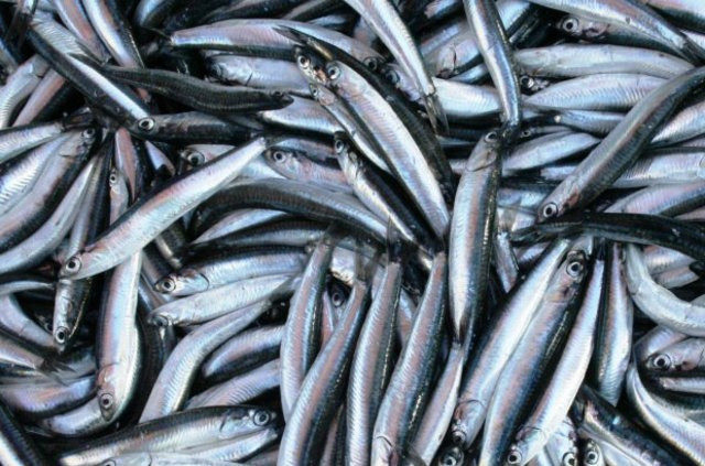 Palamut son yılların rekorunu kırdı fiyatı el yakıyor! - Resim: 3