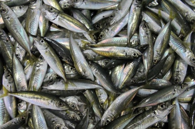 Palamut son yılların rekorunu kırdı fiyatı el yakıyor! - Resim: 4