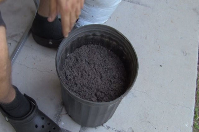 Saksının içine dört dilim domates koydu... Sonuca bakın - Resim: 2