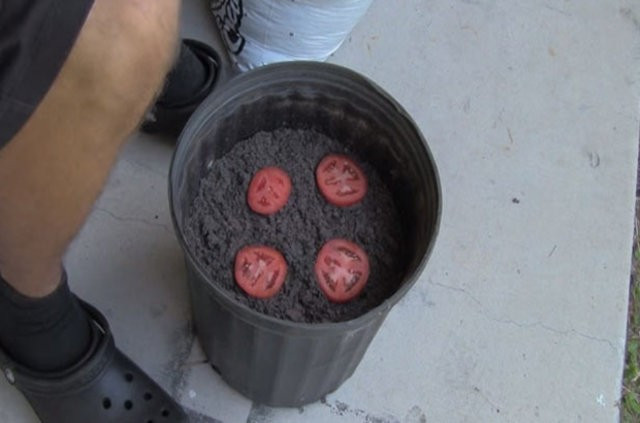 Saksının içine dört dilim domates koydu... Sonuca bakın - Resim: 4