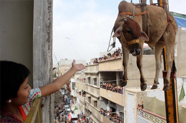 Kurbanlıkları evinin çatısında besleyince - Resim: 1