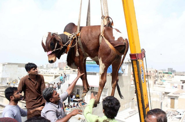 Kurbanlıkları evinin çatısında besleyince - Resim: 2