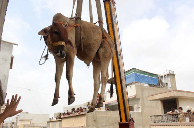 Kurbanlıkları evinin çatısında besleyince - Resim: 3