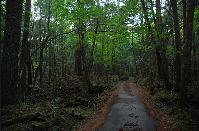 Herkes bu ormana intihar etmek için geliyor! - Resim: 4