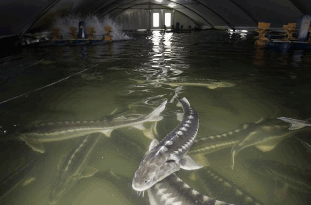 Kilosu 5 bin eurodan satılıyor! Dünyanın en pahalısı! Karnını yarıp... - Resim: 4