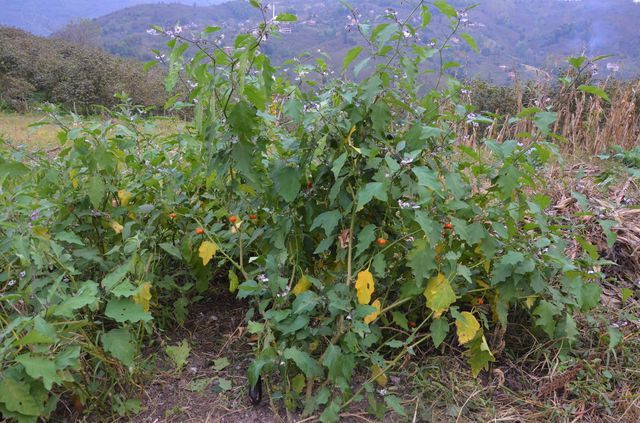 Ordu'da bir çiftçi patlıcan tohumu ekti hayatının şokunu yaşadı! - Resim: 4