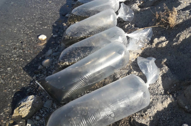 Bitlis'te 50 bin sazan yavrusu tatlı su ile buluştu - Resim: 0