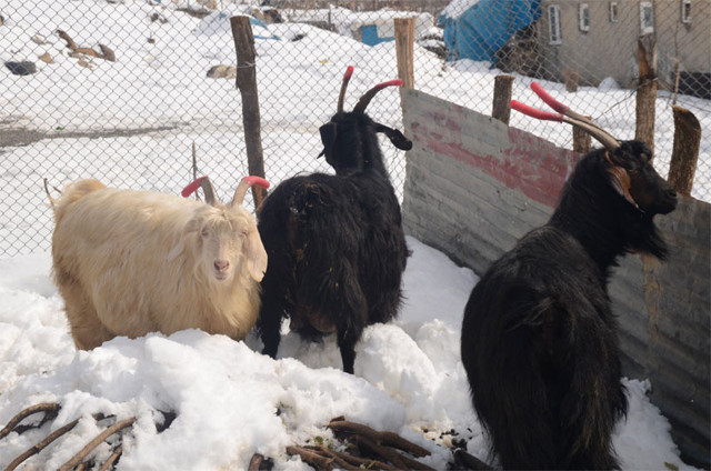 Kavga eden keçilerin boynuzuna hortum taktı - Resim: 0