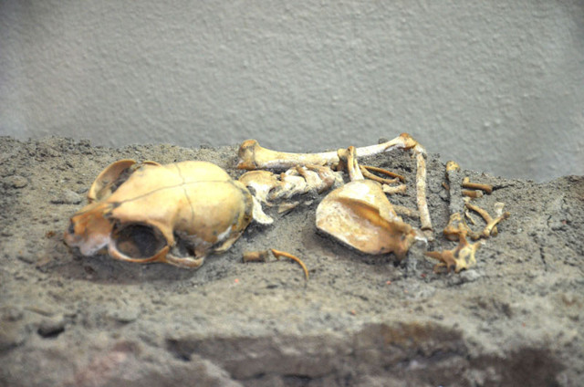 Yenikapı'daki kedi iskeletleri incelendi yeni bilgiler ortaya çıktı - Resim: 0