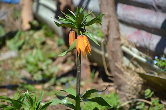 Şırnak'ta bu çiçekler koparanlara 60 bin 163 lira para cezası kesiliyor - Resim: 0