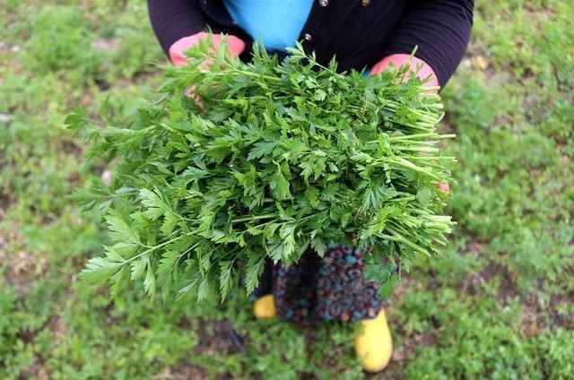 Şifa bunlarda! Siyah sarımsak neye iyi gelir - Resim: 3