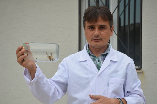 Et yiyen örümcek paniği! Gördüğünüz gibi haber verin - Resim: 3