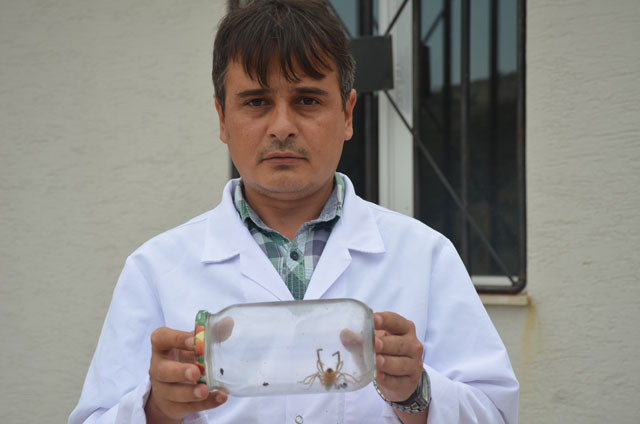 Et yiyen örümcek paniği! Gördüğünüz gibi haber verin - Resim: 4