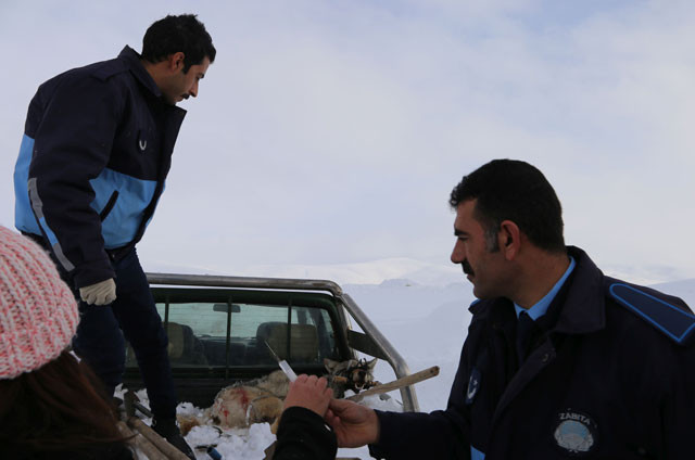Köylüler yakaladı kaymakam devreye girdi! Korkutan görüntü - Resim: 2