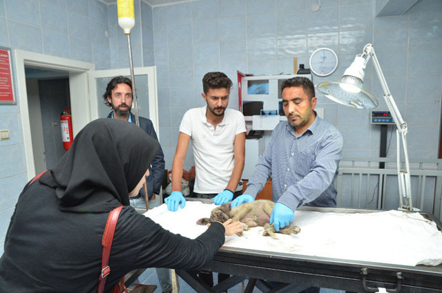 Yolda bulduğu yaralı köpeği kurtarmak için 80 kilometre yol gitti - Resim: 0