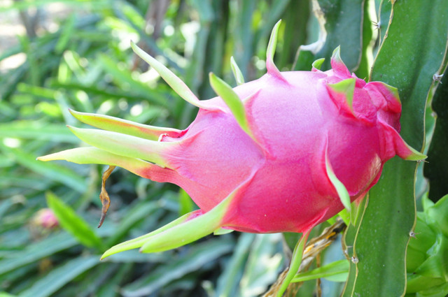 Pithaya Antalya'da yetişiyor! Tarlada kilosu pazarda tanesi 30 lira - Resim: 0