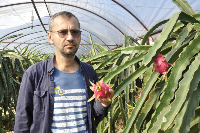 Pithaya Antalya'da yetişiyor! Tarlada kilosu pazarda tanesi 30 lira - Resim: 1