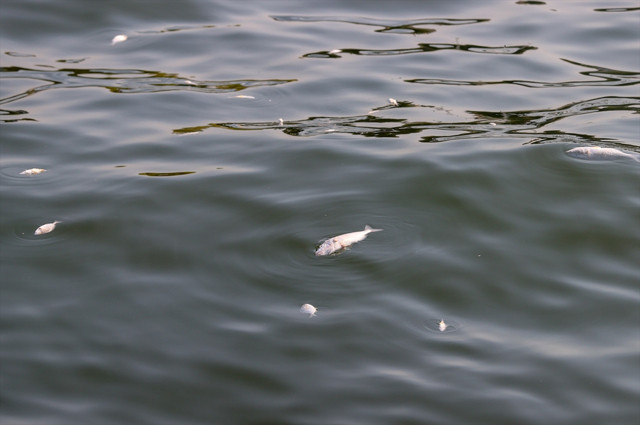 Çevre, Şehircilik ve İklim Değişikliği Bakanlığı'ndan İzmir Körfezi'ndeki balık ölümlerine ilişkin inceleme - Resim: 2
