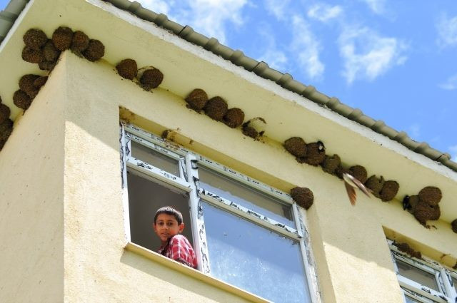 Yüzlerce kırlangıç okula yuva yaptı - Resim: 3