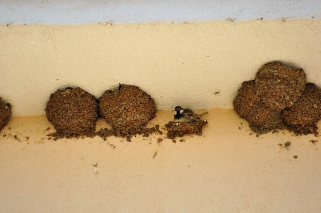 Yüzlerce kırlangıç okula yuva yaptı - Resim: 4