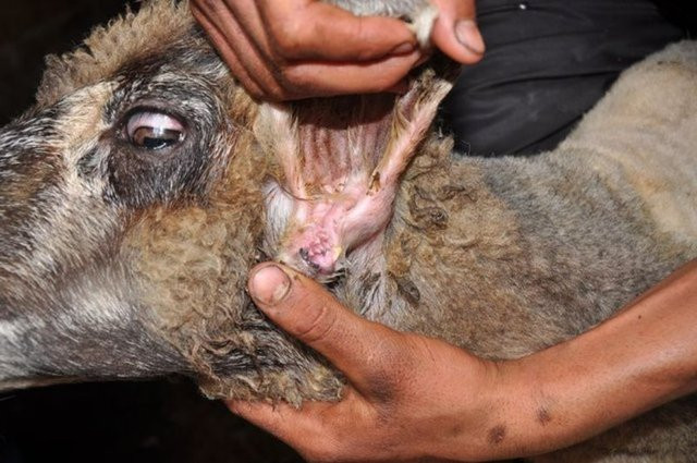 Kimse ne olduğunu anlamadı deniz kıyısına vuran bu ceset dünyayı salladı  - Resim: 2