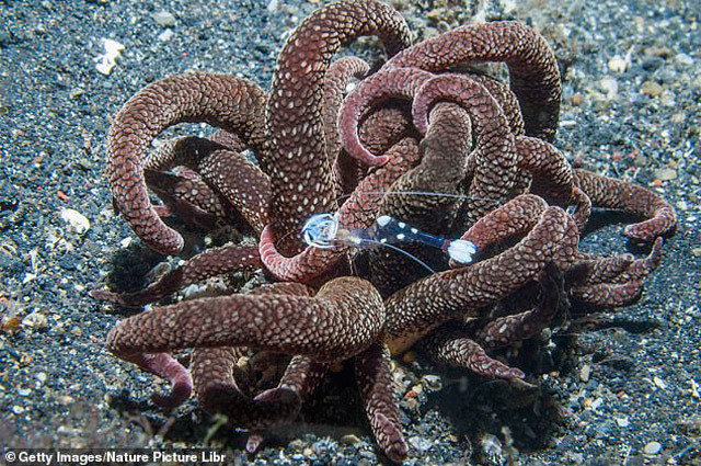 Onlarca kolu olan dev deniz yaratığı bulundu - Resim: 2