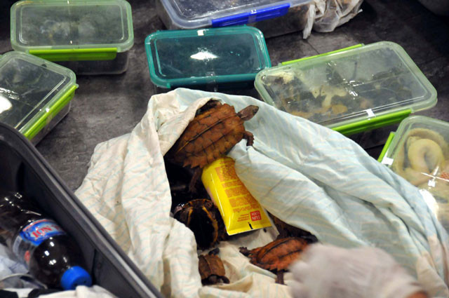 Havalimanı'nda akılalmaz olay! Valizden çıktılar - Resim: 4