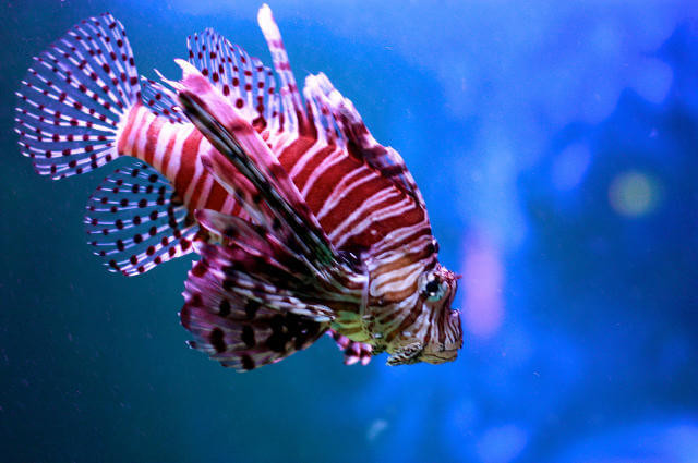 Ege ve Akdeniz'de aslan balığı istilası 'Canlıları yok ediyor' - Resim: 4