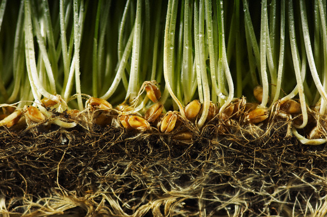 İşte kısırlığa iyi gelen besinler - Resim: 4