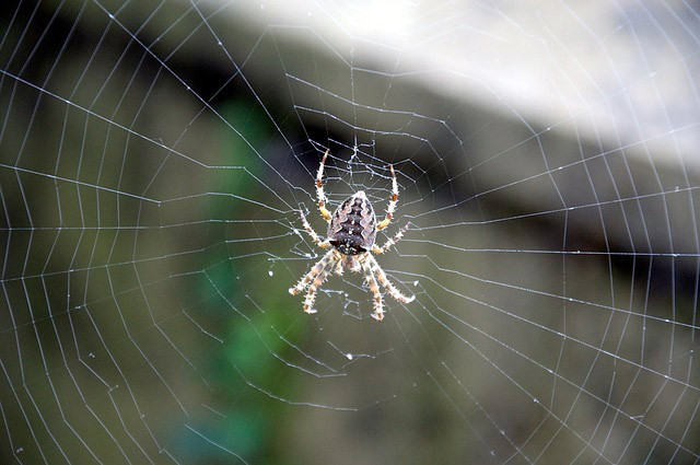 Örümcek ağı çelikten daha sağlam - Resim: 1