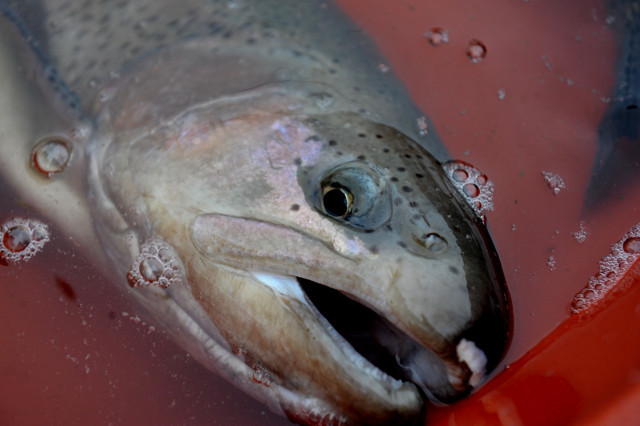 Uludağ'da bu çiftlikte kendi balığını kendin tutuyorsun - Resim: 0