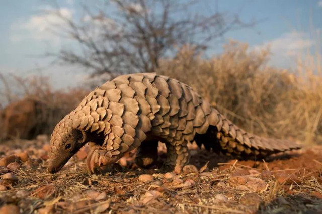 Son dakika Çin'de iki yeni koronavirüs çeşidi tespit edildi! 'Daha büyük  salgınlar olabilir' - Resim: 0