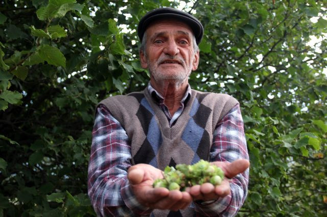 Sivas'ta kendiliğinden yetişiyor! Kilosu 24,50 TL ama kimse toplamıyor - Resim: 1