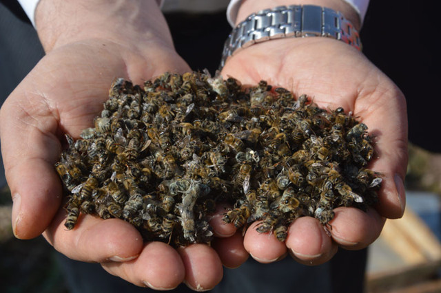 Sakarya'da arı üreticileri şokta! 40 bin arı telef oldu - Resim: 0