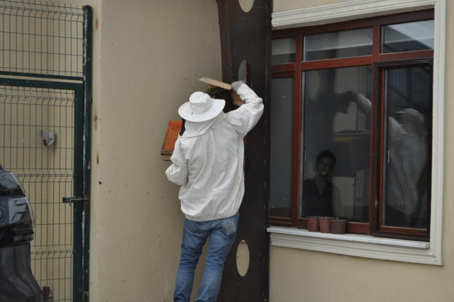 Kraliçe arı kovan arayışında! Yüzlercesi onu takip etti, duvarı böyle kapladılar! - Resim: 0