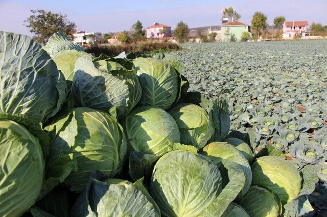 Kötü kokuyor ama faydası saymakla bitmiyor - Resim: 2