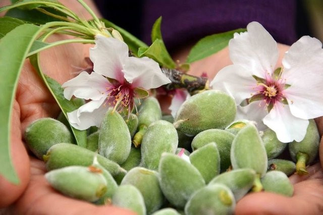 Çağla meyvesinin mucizevi faydaları - Resim: 3