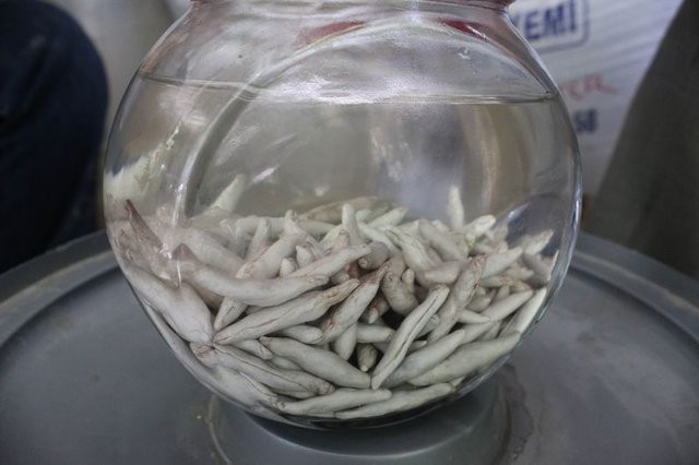 Şifa kaynağı kenger bitkisinin faydaları - Resim: 1