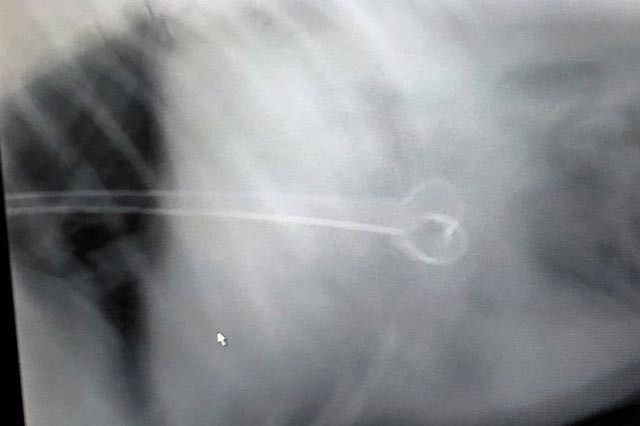 Köpeğin midesinden çıkan 15cmlik şiş! İnanılmaz ama gerçek - Resim: 2