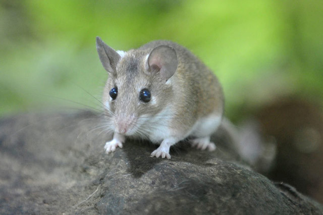 Dünyada sadece Mersin'de var! Anadolu dikenli faresi koruma altında - Resim: 4