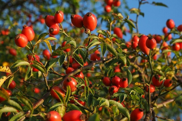 Kış aylarına girerken kuşburnu  tüketmeniz için 9 sebep - Resim: 1