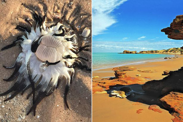 Onlarca kolu olan dev deniz yaratığı bulundu - Resim: 4