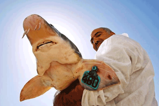 Kilosu 5 bin eurodan satılıyor! Dünyanın en pahalısı! Karnını yarıp... - Resim: 2