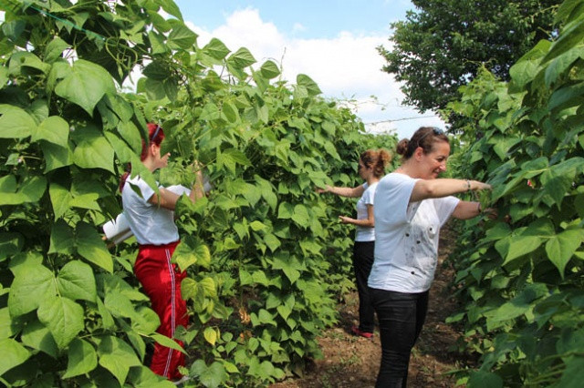 4 kilo  fasulye tam 360 bin liraya satıldı! - Resim: 2
